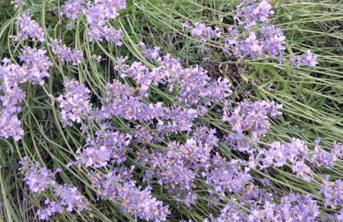 Rocca Fiorita - Casetta indipendente con giardino e parcheggio - Foto 30