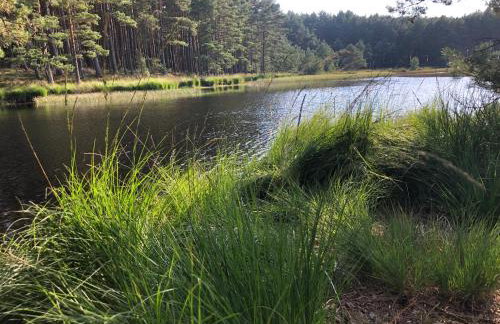 Młyńska Chata - drewniany, całoroczny dom w sosnowym lesie - Foto 23