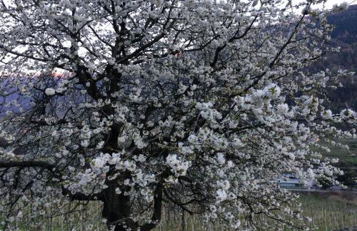 Casa Vacanze Roncaiola - Foto 50