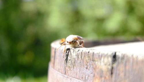 SchwarzWild - Ferienwohnung und Ferienzimmer - Foto 4