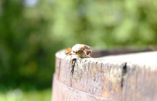 SchwarzWild - Ferienwohnung und Ferienzimmer - Foto 4