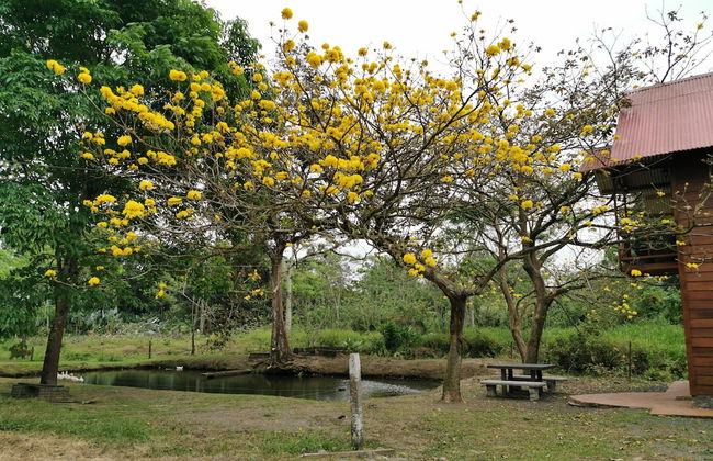 Cabaña del Lago Fortuna - Photo 12