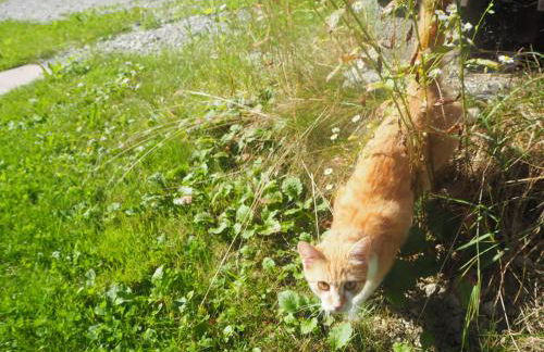 Ferienhütte in Ruhpolding - Foto 18