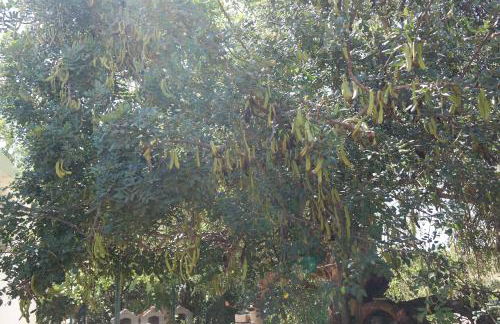 JB - Monte João Moleiro With Shared Pull - Photo 67