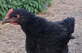 Tiny Bauernhof Plau - Foto 22