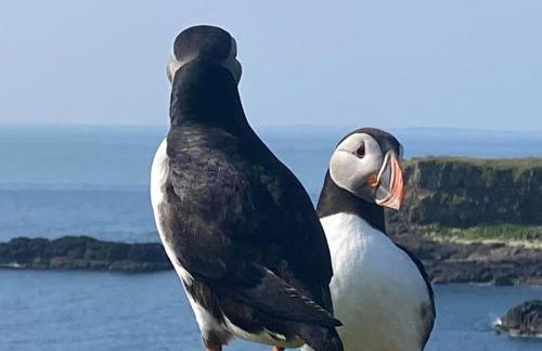 Little Cottage-village of Bunessan-sleeps4 - Foto 23