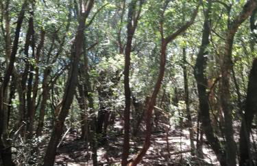 Anaga y La laguna a tus pies - Foto 45