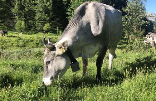 Feichterhof - Photo 41