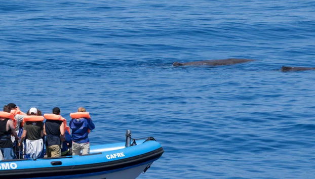 Observation des cétacés sur l'île de São Miguel