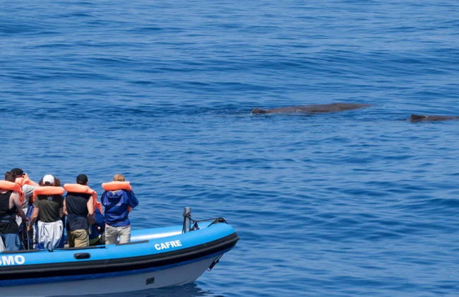 Whale Watching Tour - Photo 4