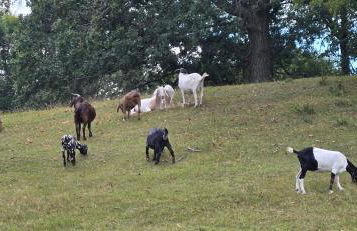 Our Rustic Home Country Retreat - Foto 16