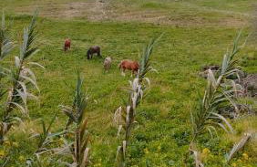 Las Brujas - Foto 23