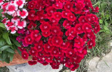 L ALPIN bel appartement avec terrasse dans vieille ferme de montagne rénovée - Photo 32