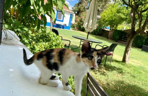 Quinta Alfaval - Foto 17