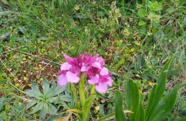 House with garden in Marinha da Mendiga - Foto 9