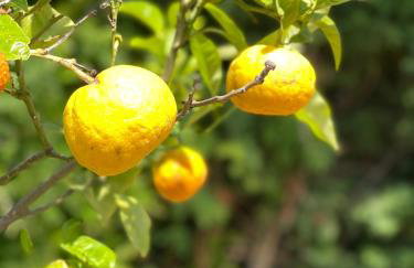 Stomio Villague - Foto 57