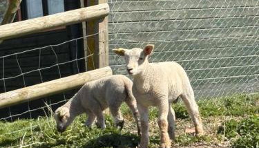 Walland Cottage Romney Retreat - Photo 5