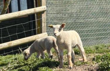 Walland Cottage Romney Retreat - Foto 5