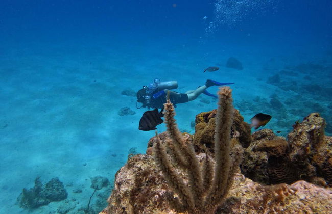 PADI Open Water Diving Course - Foto 8