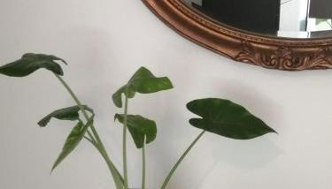 Suite Petit - Foto 2