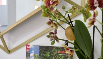 Golden Moon, Ponta do Sol - Foto 4