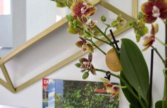 Golden Moon, Ponta do Sol - Foto 4