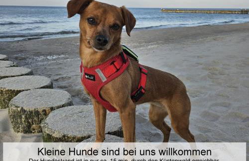 Ostsee-Urlaub-Zempin direkt am Küstenwald, nur wenige Minuten zum Strand, optimal für Paare mit 1 Hund bis 45 cm Schulterhöhe - Foto 16