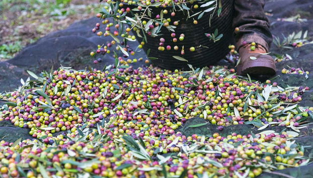 Olives récoltées dans l'oliveraie du moulin à huile Hejul