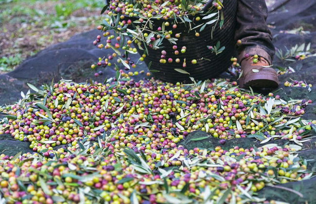 Visite du moulin à huile Hejul avec dégustation - Photo 2