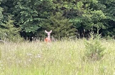 Gorgeous cabin 3bdrm/3bth, hot tub, fireplace, kid/pet friendly - Foto 8