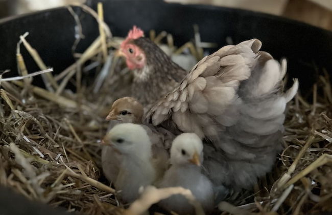 Gratton Grange Farm Holiday Cottage - Foto 29