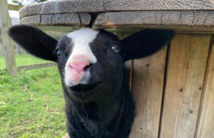 SW19 - Quiet split-level 2-bedroom maisonette with garden - Foto 33