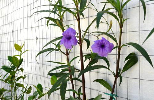 Casa Low Cost - Foto 20