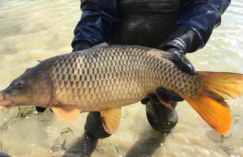 Fushia Chalet a lovely little rural retreat - Foto 18