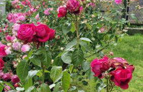 Gîte les Dahlias - Photo 20