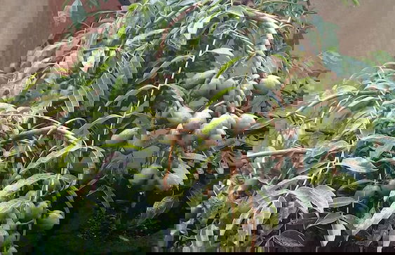 Paradise Resting Home - Photo 32