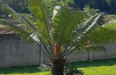 Casa Amarela Ecoloft Brasil 88 - Foto 6