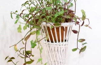 Apartman Lastavica - Foto 21