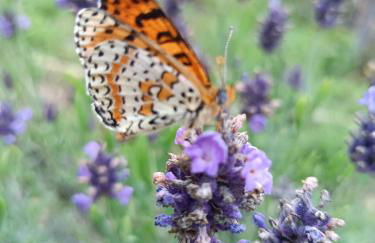 A Ca du Giaba - Foto 9