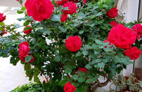 Apartments Nona 1 - Photo 30