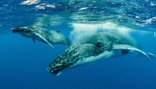 Whale Watching in Mo'orea - Foto 4