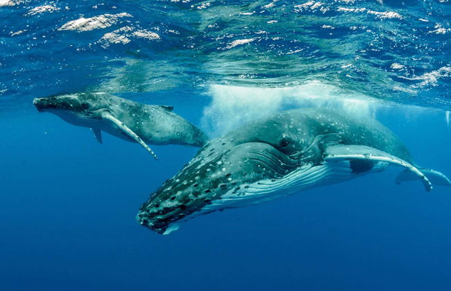 Whale Watching in Mo'orea - Foto 4