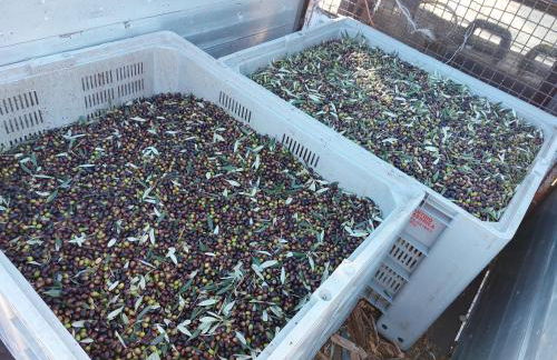 Agriturismo La Terrazza - Photo 77