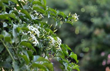 Perivleptos ΙI - Foto 20