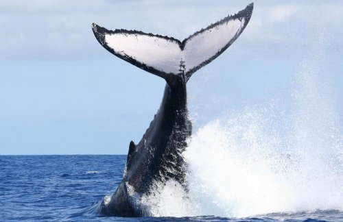 Paraíso da falésia em Cumuruxatiba com vista excepcional - Photo 30
