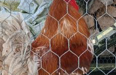 la chambrée - Foto 12