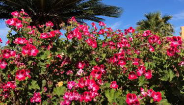 La villa dei girasoli - Foto 4