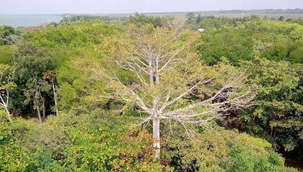 Paseo en barco privado por los Pantanos de Centla - Foto 4, Reserva de la Biosfera Pantanos de Centla
