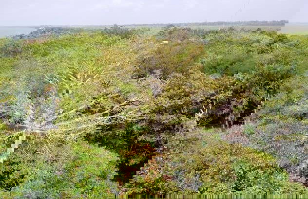 Paseo en barco privado por los Pantanos de Centla - Foto 4