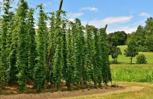 Premium SmartApart mit Smarthome zentral modern 24h-check-in - Foto 31